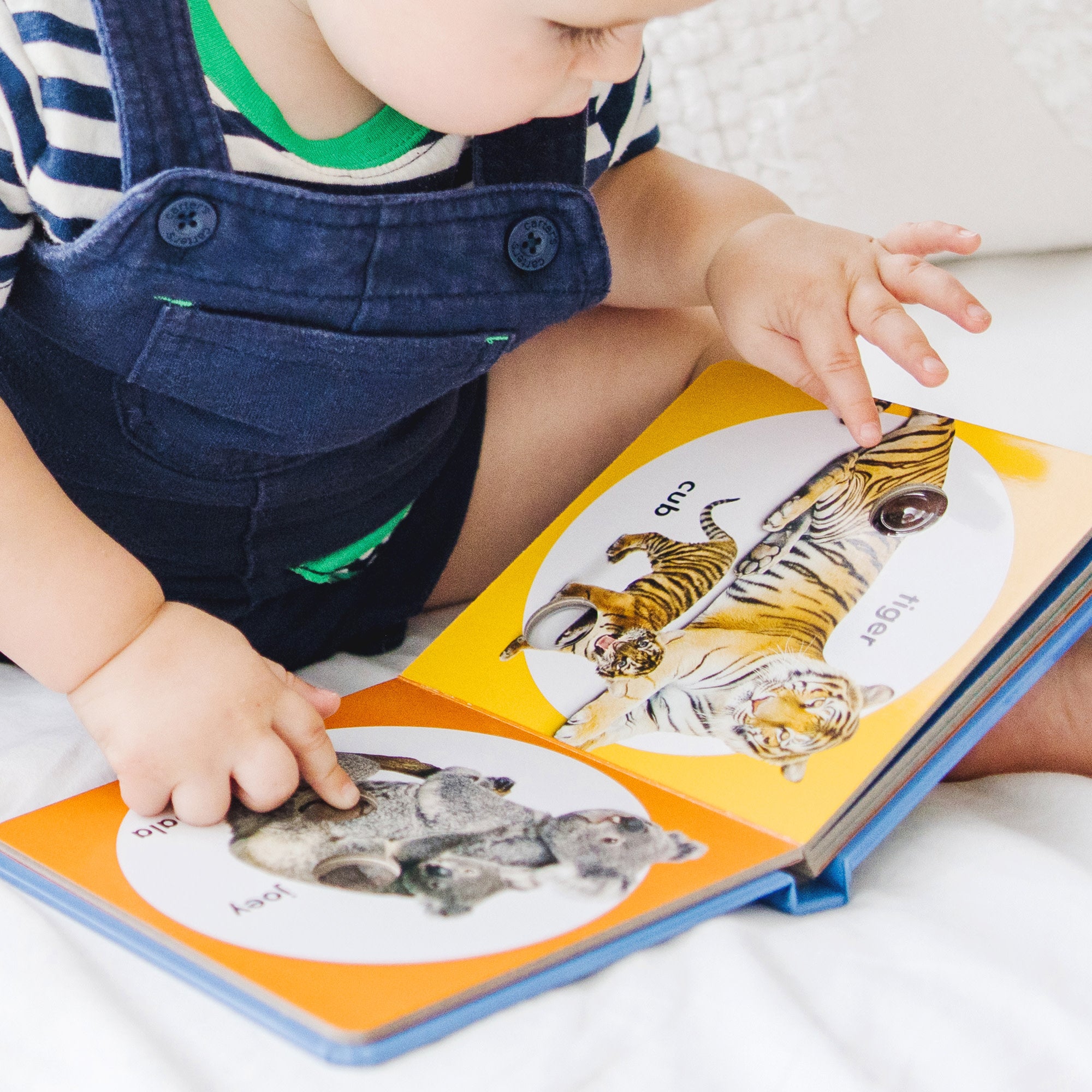 Poke-a-Dot: Wild Animal Families Board Book - Image 7